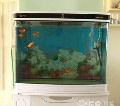 搬家后魚缸沒搬可以嗎：魚缸搬運注意事項 魚缸百科 第1張