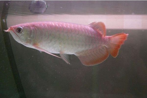 號半龍魚和一號龍魚：號半龍魚和一號龍魚在外觀、飼養(yǎng)特性和商業(yè)價值上有所不同 龍魚百科