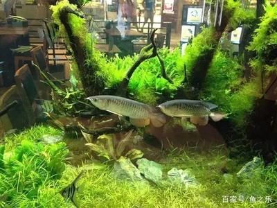 草缸養(yǎng)龍魚利弊：草缸養(yǎng)龍魚利弊分析 龍魚百科 第1張