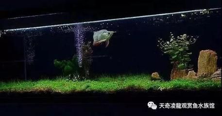 草缸養(yǎng)龍魚利弊：草缸養(yǎng)龍魚利弊分析 龍魚百科 第3張