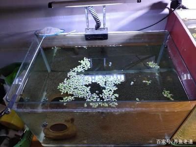 大魚缸養(yǎng)小魚用不用打氧氣：如何判斷魚缸是否需要打氧 魚缸百科 第3張