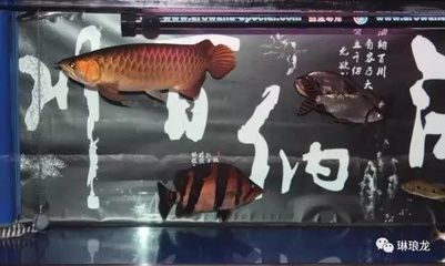 龍魚下缸需要注意什么：養(yǎng)龍魚時需要注意什么 龍魚百科 第3張