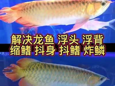 龍魚浮頭治療方法：龍魚浮頭怎么辦 龍魚百科 第3張