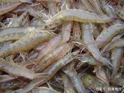 龍魚怎么喂蝦：喂食龍魚蝦是一項(xiàng)需要注意細(xì)節(jié)的過程