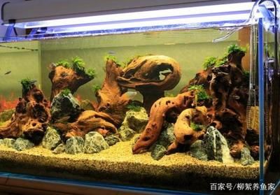 養(yǎng)龍魚(yú)用什么魚(yú)缸最好：養(yǎng)龍魚(yú)時(shí)選擇合適的魚(yú)缸尺寸、品牌好且質(zhì)量可靠 龍魚(yú)百科 第3張