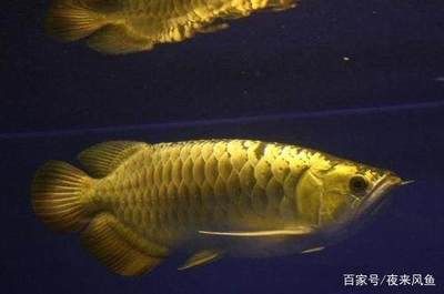 什么屬相不能養(yǎng)金龍魚呢：在風(fēng)水學(xué)中，養(yǎng)金龍魚是否適合養(yǎng)金龍魚，養(yǎng)魚的重要因素 龍魚百科