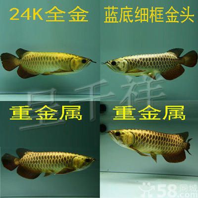 24K金金龍魚：24k金金龍魚價格