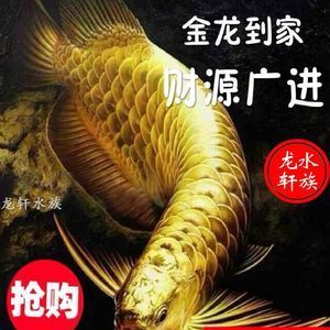 24K金金龍魚：24k金金龍魚價格