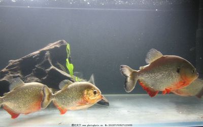 紅腹水虎和龍魚混養(yǎng)：紅腹水虎魚和龍魚可以混養(yǎng)嗎？ 龍魚百科 第3張