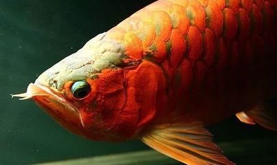 紅龍魚常見病及治療方法圖解：紅龍魚常見病及治療方法