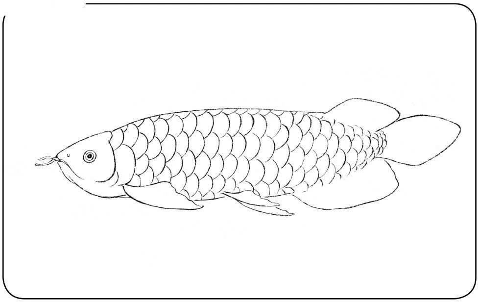 龍魚(yú)的畫(huà)怎樣畫(huà)簡(jiǎn)單又漂亮：如何簡(jiǎn)單又漂亮地畫(huà)出龍魚(yú)