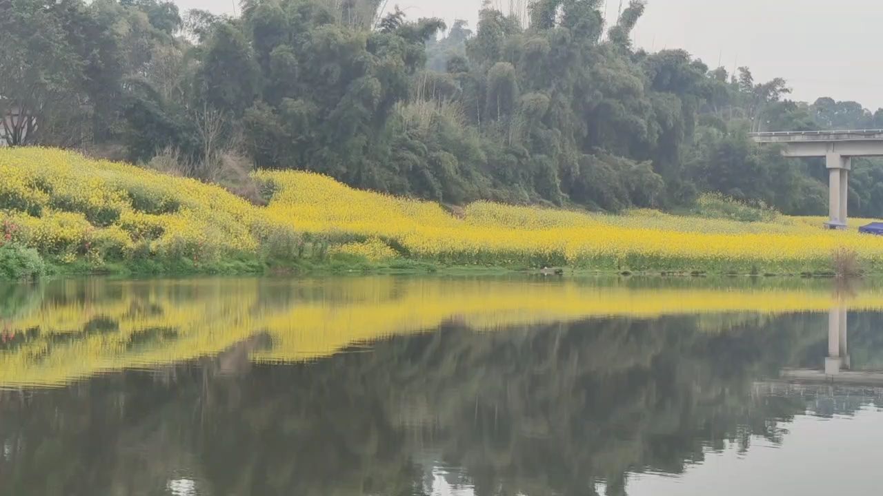 在那菜花盛開(kāi)的地方：武工隊(duì)評(píng)論：池子不錯(cuò)了, 觀(guān)賞魚(yú)論壇