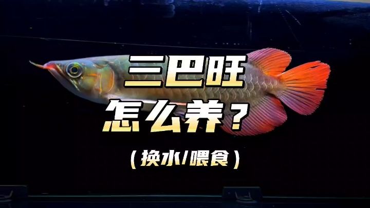 三巴旺的小龍魚友應(yīng)該怎樣飼養(yǎng)？#三巴旺 #三巴旺龍魚：三巴旺的小龍魚友應(yīng)該怎樣飼養(yǎng)? 觀賞魚論壇