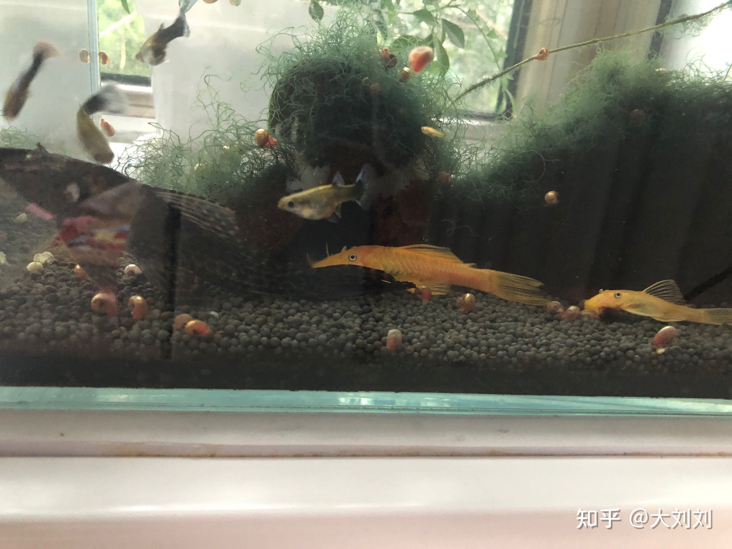 大型魚缸魚屎怎么清理：大型魚缸中的魚屎可以采用以下幾種方法清理魚屎的方法 魚缸百科 第1張