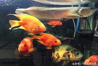 大型魚缸搬運多少錢一噸：大型魚缸搬運價格 魚缸百科 第1張