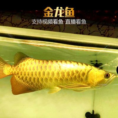 金龍魚活魚：關(guān)于金龍魚活魚的一些詳細(xì)信息