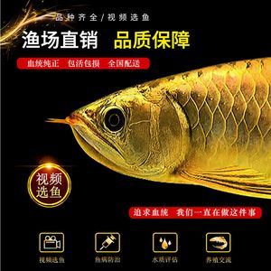 金龍魚活魚：關(guān)于金龍魚活魚的一些詳細(xì)信息