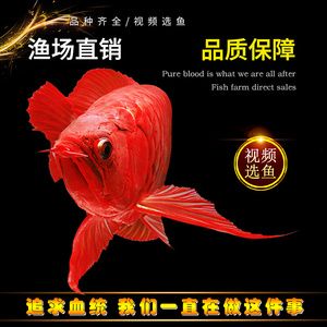 金龍魚活魚：關(guān)于金龍魚活魚的一些詳細(xì)信息