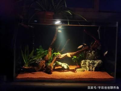 大型南美魚缸造景圖：南美魚缸造景設(shè)計(jì)技巧南美魚缸造景養(yǎng)殖注意事項(xiàng)