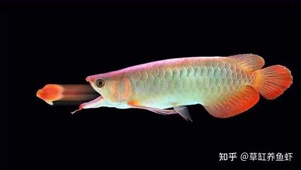 龍魚(yú)多少年產(chǎn)卵一次正常：龍魚(yú)多少年產(chǎn)卵一次 龍魚(yú)百科 第1張