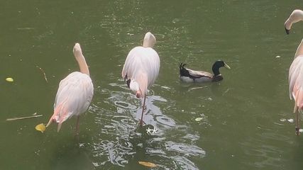 魚龍是什么動物園：魚龍是一種已經(jīng)滅絕的海洋爬行動物，生活在侏羅紀和白堊紀時期 龍魚百科 第3張