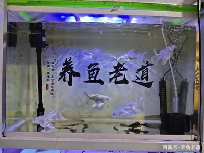 蝴蝶鯉和金龍魚能一起飼養(yǎng)嗎：蝴蝶鯉和金龍魚能一起飼養(yǎng)嗎蝴蝶鯉和金龍魚能一起飼養(yǎng)嗎