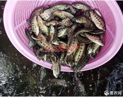 5龍魚苗多少錢一條