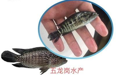 5龍魚苗多少錢一條