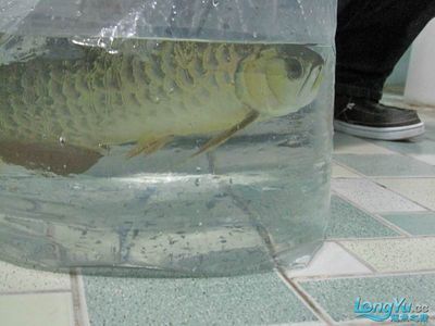 如何調(diào)整龍魚的狀態(tài)：如何調(diào)整龍魚狀態(tài)