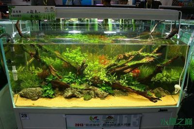 120魚缸造景：120魚缸造景技巧 魚缸百科 第2張