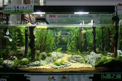 120魚缸造景：120魚缸造景技巧 魚缸百科 第1張