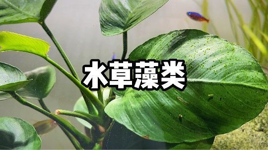 吃魚缸褐藻的都有哪些：哪些魚類能夠吃褐藻？