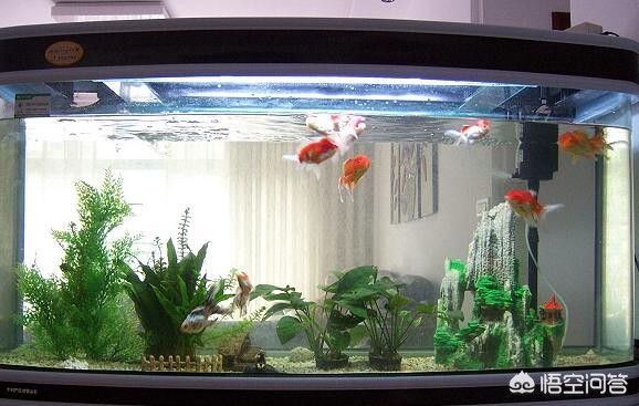 1.8米魚缸可以養(yǎng)幾條錦鯉魚 魚缸百科 第2張