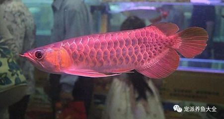 極品紅龍魚價(jià)格多少錢：極品紅龍魚價(jià)格多少錢一斤