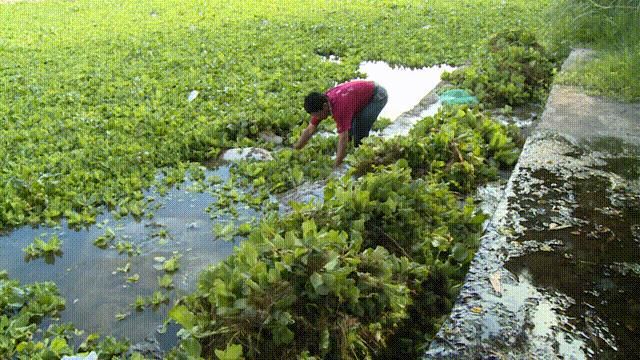 大薸放魚缸里可以嗎：辦公室養(yǎng)魚的好處與注意事項 魚缸百科 第3張