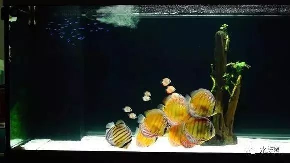 白背景魚缸造景：白色背景魚缸造景的基本步驟 魚缸百科 第4張