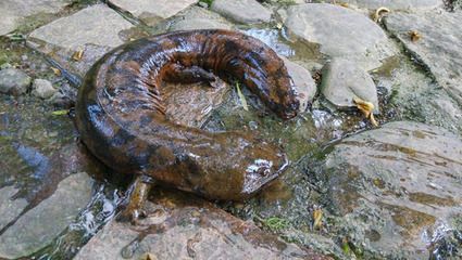 黃龍魚吃什么樣魚食：黃龍魚吃什么樣的魚食