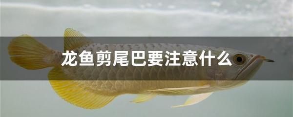 龍魚尾巴縮起來縮鰭怎么辦：龍魚尾巴縮起來縮鰭怎么辦龍魚尾巴縮起來縮鰭怎么辦 龍魚百科 第1張