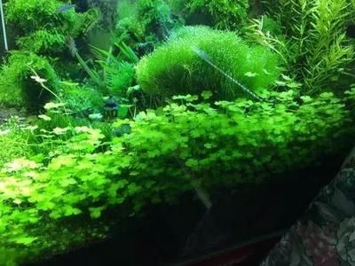 比較好養(yǎng)、好看的魚缸水草：皇冠草的養(yǎng)護方法 魚缸百科 第3張