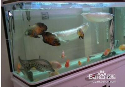 安彩魚缸怎么樣清洗干凈水垢：如何清洗魚缸水垢 魚缸百科 第4張