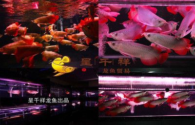 紅龍魚 祥龍魚場(chǎng)：紅龍魚和祥龍魚場(chǎng) 龍魚百科 第2張