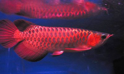 紅龍魚(yú)抖嘴是什么原因