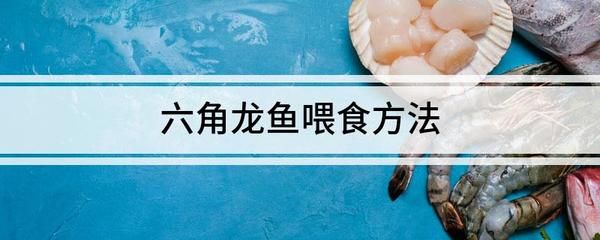 龍魚喂河蝦會吃胖嗎：龍魚喂河蝦會吃胖嗎龍魚喂河蝦會吃胖嗎