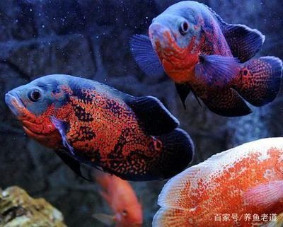 龍魚的配魚都有哪些種類：適合與龍魚混養(yǎng)的配魚種類，龍魚的配魚都有哪些種類