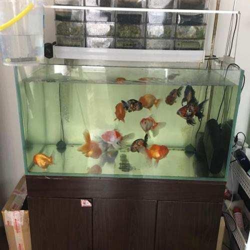 1.2米魚缸多少升水怎么算