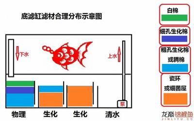 側(cè)濾魚缸如何放濾材：側(cè)濾魚缸濾材擺放順序和方法對于保持水質(zhì)清潔和穩(wěn)定至關(guān)重要