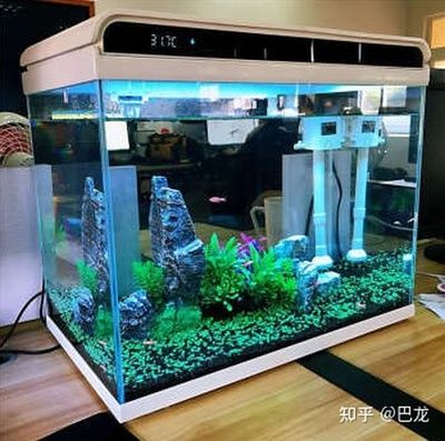 大魚缸小魚缸拿出7條 魚缸百科 第3張