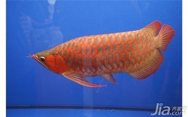 紅龍魚(yú)長(zhǎng)什么樣子：紅龍魚(yú)外觀特征及種類(lèi)