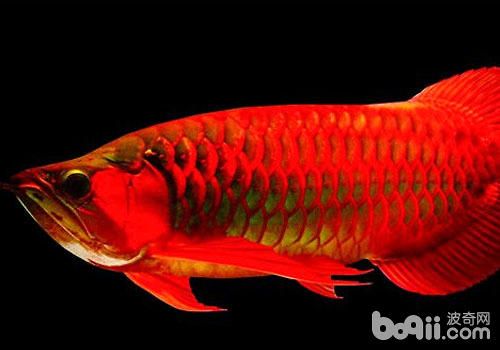 紅龍魚(yú)長(zhǎng)什么樣子：紅龍魚(yú)外觀特征及種類(lèi)