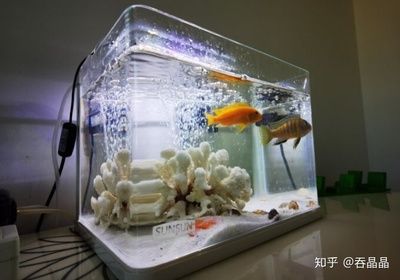 大型魚缸過濾器：大型魚缸過濾器價(jià)格